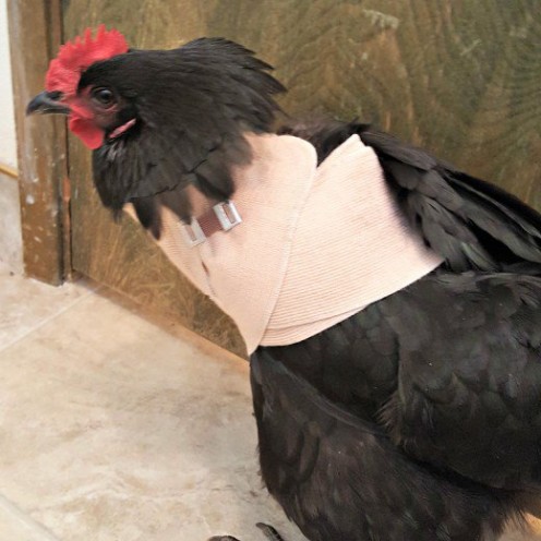 How to Care for an Injured Chicken How to Care for an Injured Chicken