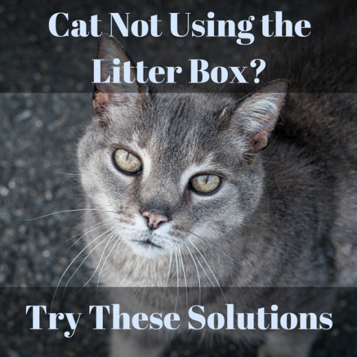 Cat Not Using Litter Box? Try These Solutions | PetHelpful