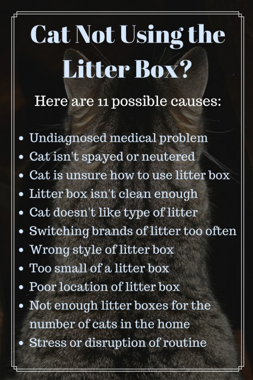 Why Is My Cat Stopped Using The Litter Box at Kara Runner blog