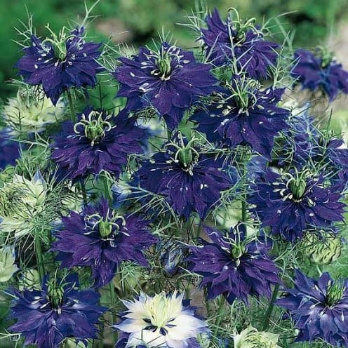 If you desire darker blue Love-in-a-Mist flowers, you might want to look for some Persian Jewels Indigo seeds that will produce these gorgeous blooms.
