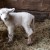 A new lamb!