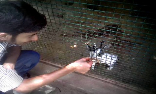 Shivanshu Srivastava feeding rabbits