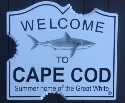Don't Go In the Water! Cape Cod Great Whites On the Rise