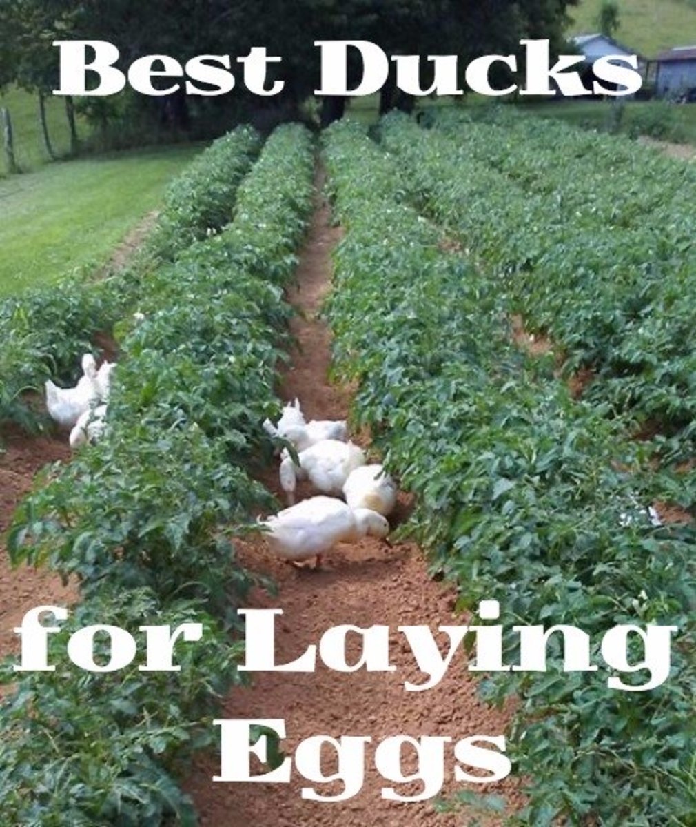 The Best Ducks for Laying Eggs | PetHelpful