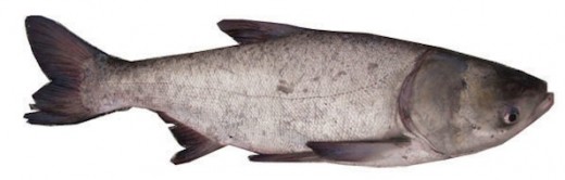 Bighead Carp