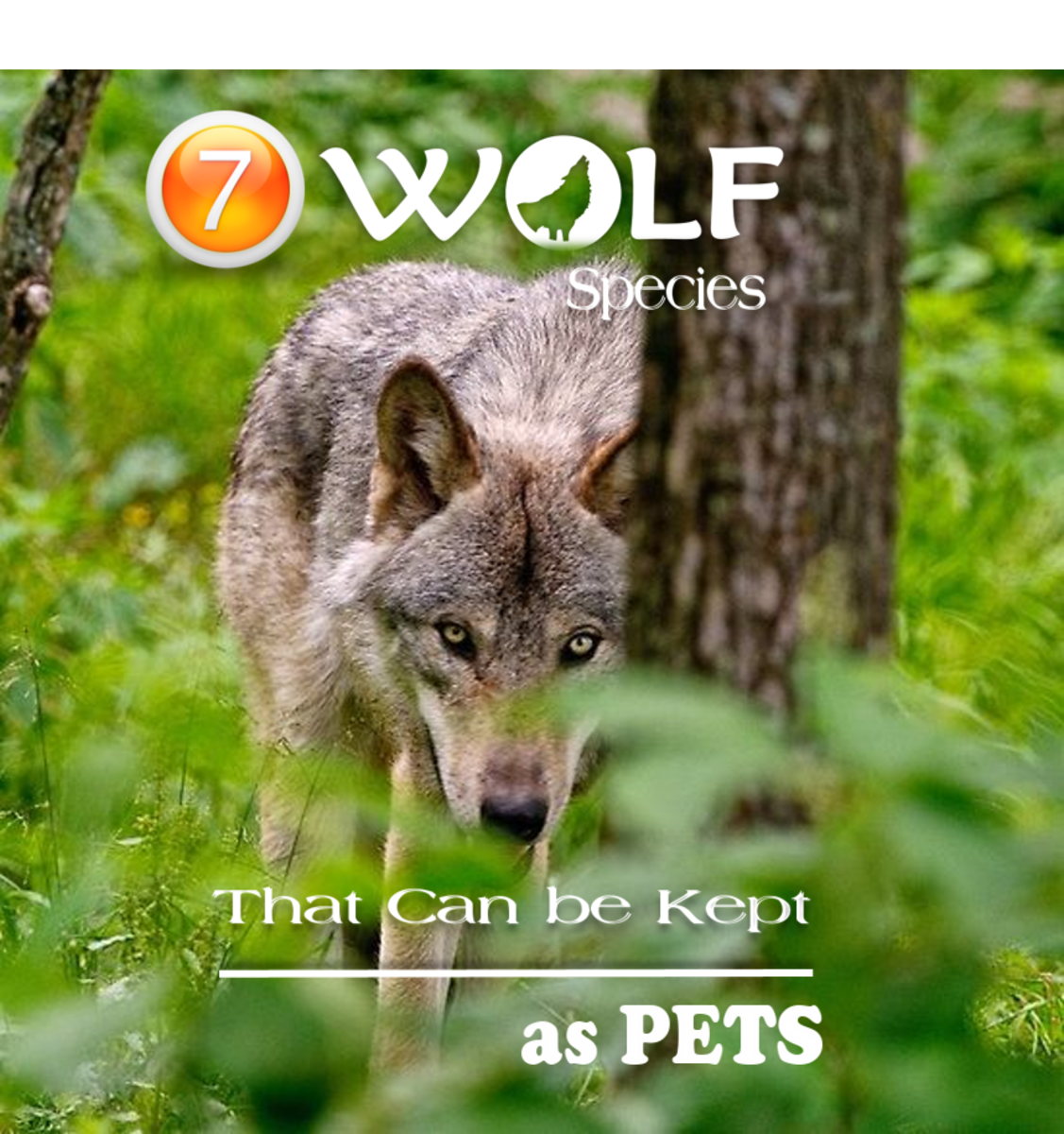 300+ Wolf Names and Meanings | HubPages
