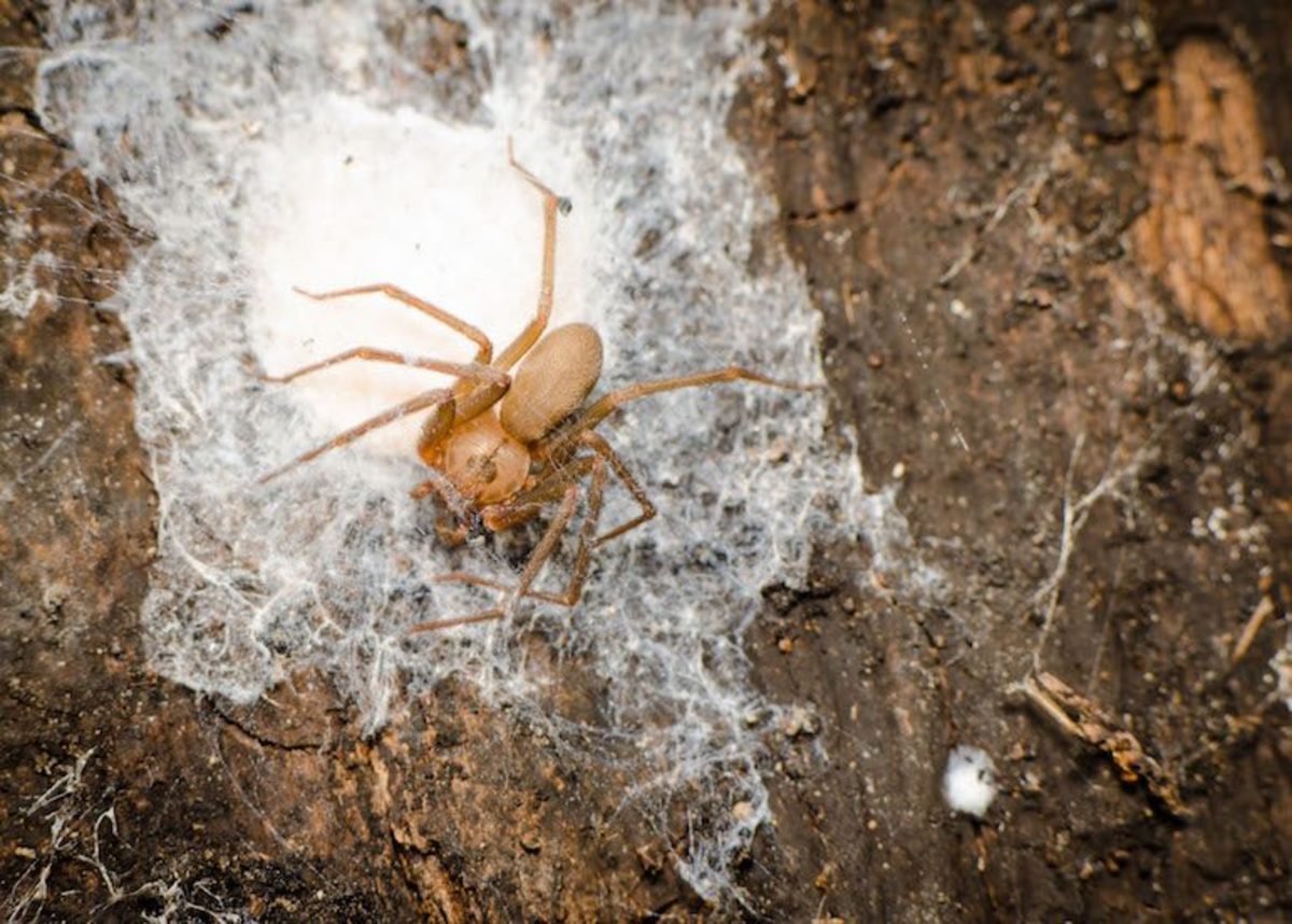 Brown Recluse The Villain of Spiders | HubPages