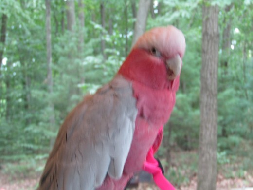 Don't blame me; I'm not a sulphur crested! - Photo by George Sommers