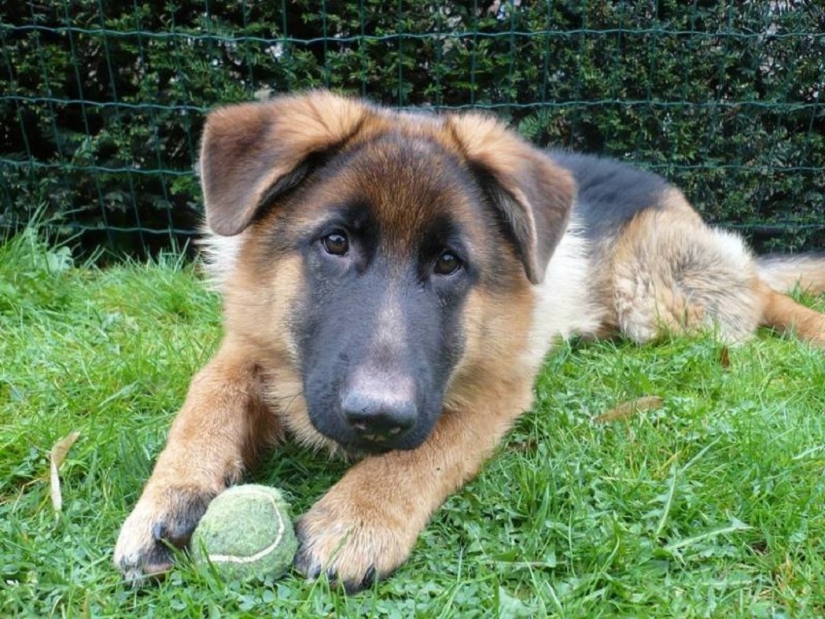 41 HQ Photos German Shepherd Puppy Ears Crossed - Belgian Malinois Dog Breed Information, Pictures ...