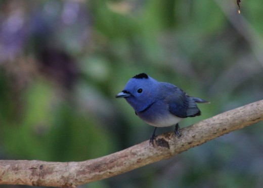 Flycatcher