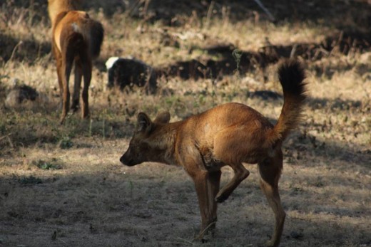 Dhole