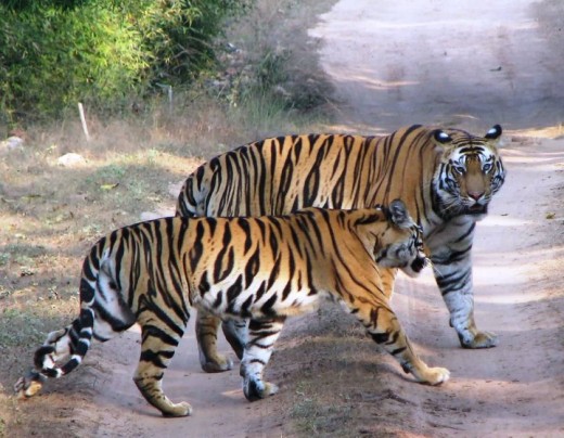 Mating Tiger