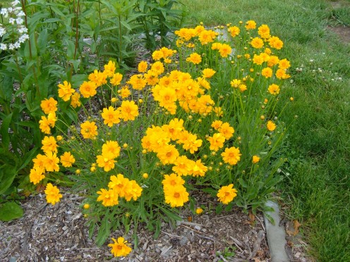 Saw-toothed Coreopsis offers prolific blooms in late July and sometimes through August. 
