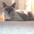 A Platinum or Lilac Burmese kitty
