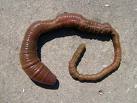 Luworm:  fish love 'em, no accounting for taste