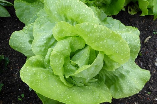 A beautiful and nutritional head of leaf lettuce. 