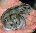 These are Russian dwarf hamsters.(above)