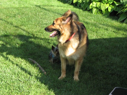You can see how tiny they are as they stand by my shepherd
