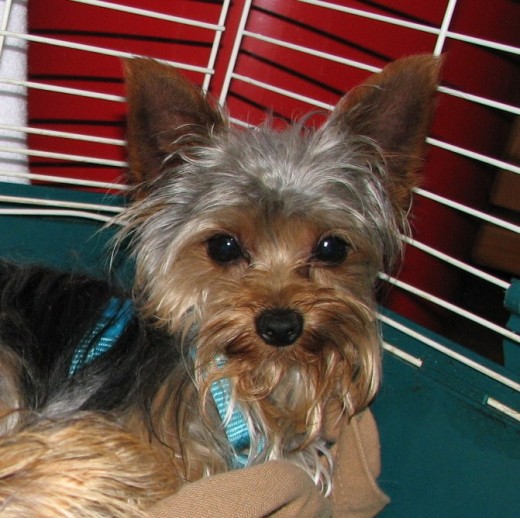 The little man again...his big, brown eyes