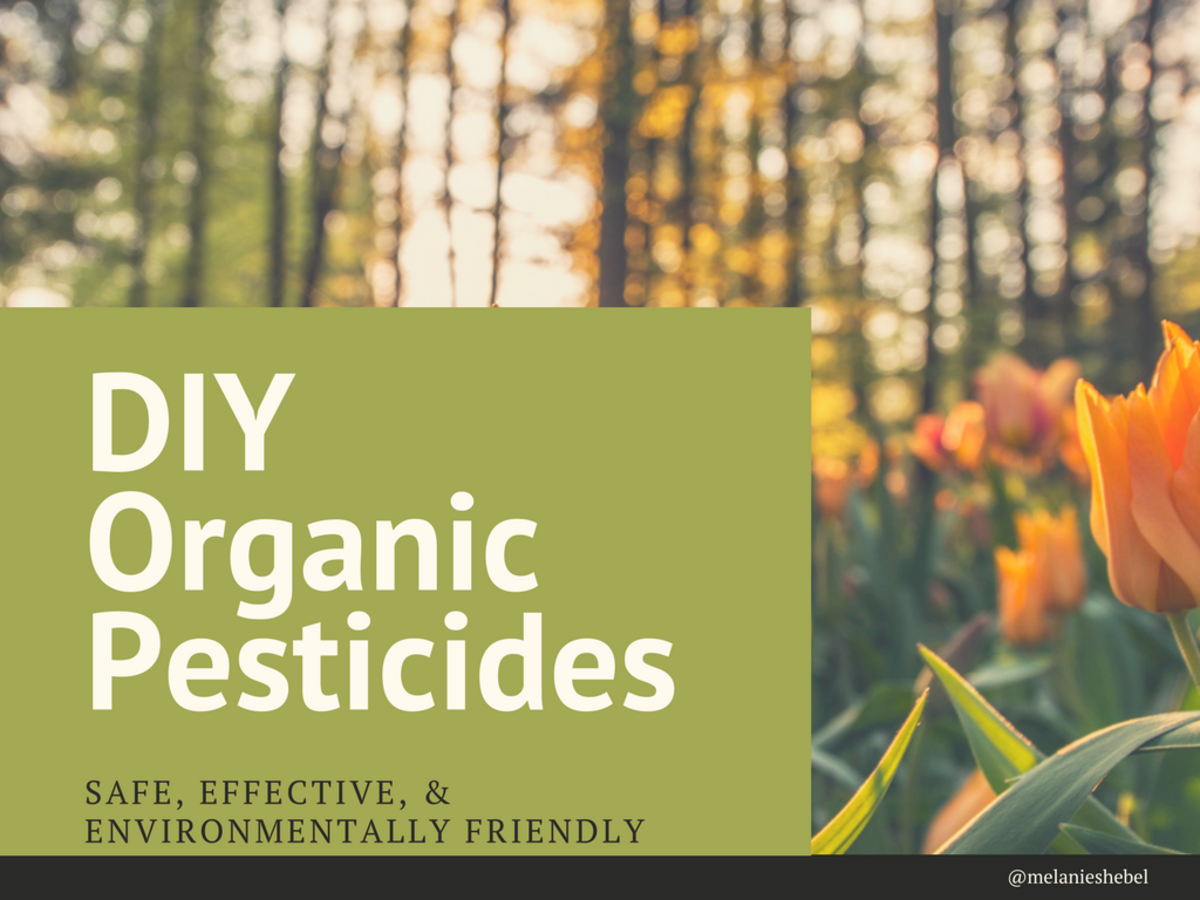 Diy Organic Pesticides For Natural Gardening Dengarden