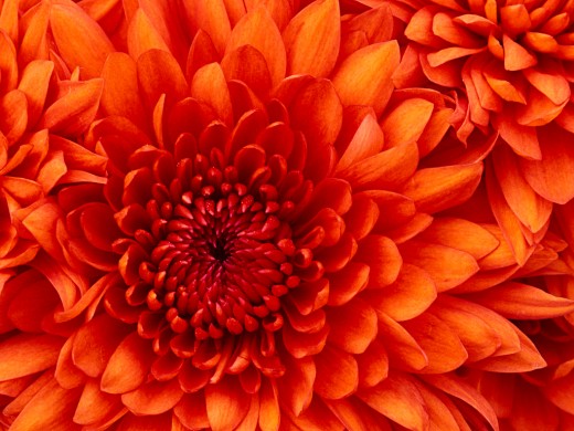 SEO helps your online presence bloom, without a doubt.