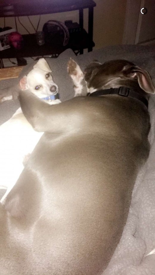 My snuggle babies!
