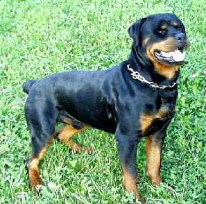 Rottie