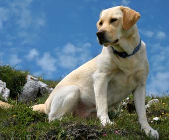 Lab