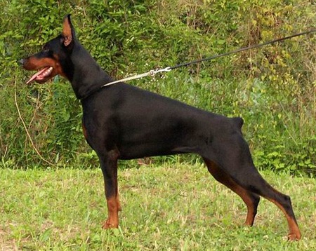 Dobie