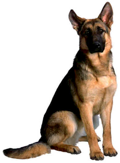 GSD