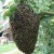 Swarm of bees on a tree limb. Swarm of bees on a tree limb.