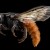 Redtail bee, invades other bee nests, kills larvae, eats eggs, lays own eggs, and then seals them back up and flies off. Redtail bee, invades other bee nests, kills larvae, eats eggs, lays own eggs, and then seals them back up and flies off.