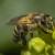 Honey Bee Honey Bee