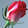 tutughosh profile image
