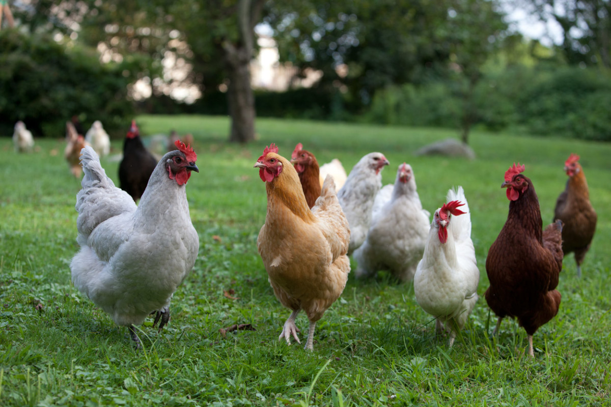 How to Start and Raise Backyard Chickens: Building a ...