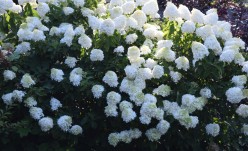 Bushes - The Beautiful Workhorses and Four Reasons to Plant Some