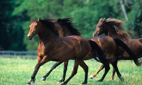 Morgan Horses on the run in the pasture