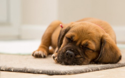 Is Sufficient Sleep Missing From Your Fitness Regimen? Is Sufficient Sleep Missing From Your Fitness Regimen?