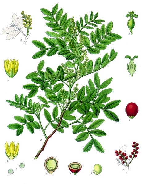 Mastic, Pistacia lentiscus.