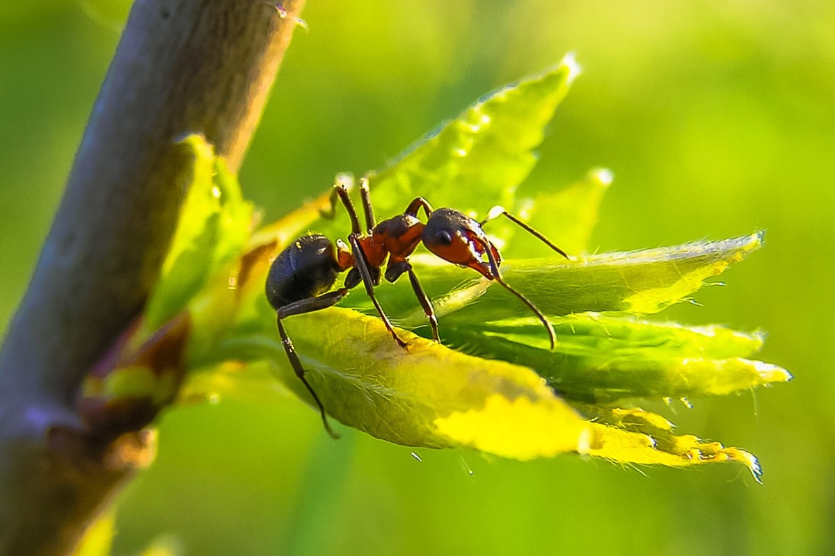 7 Natural Ways To Get Rid Of Ants How To Repel Ants Humanely