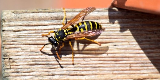 Paper wasp, note the characteristic thin wasp waist