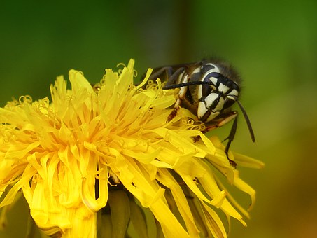 Bald faced hornet, note the characteristic white face 