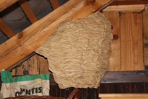 Yellow jacket nest in an attic