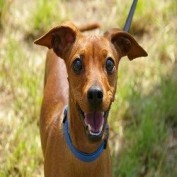 appleadaypets profile image