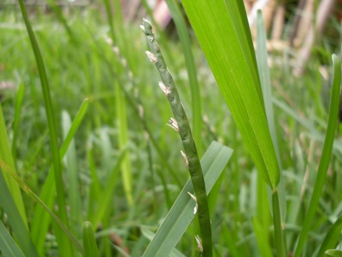 Small Area Grasses We Want to Run Across Small Area Grasses We Want to Run Across