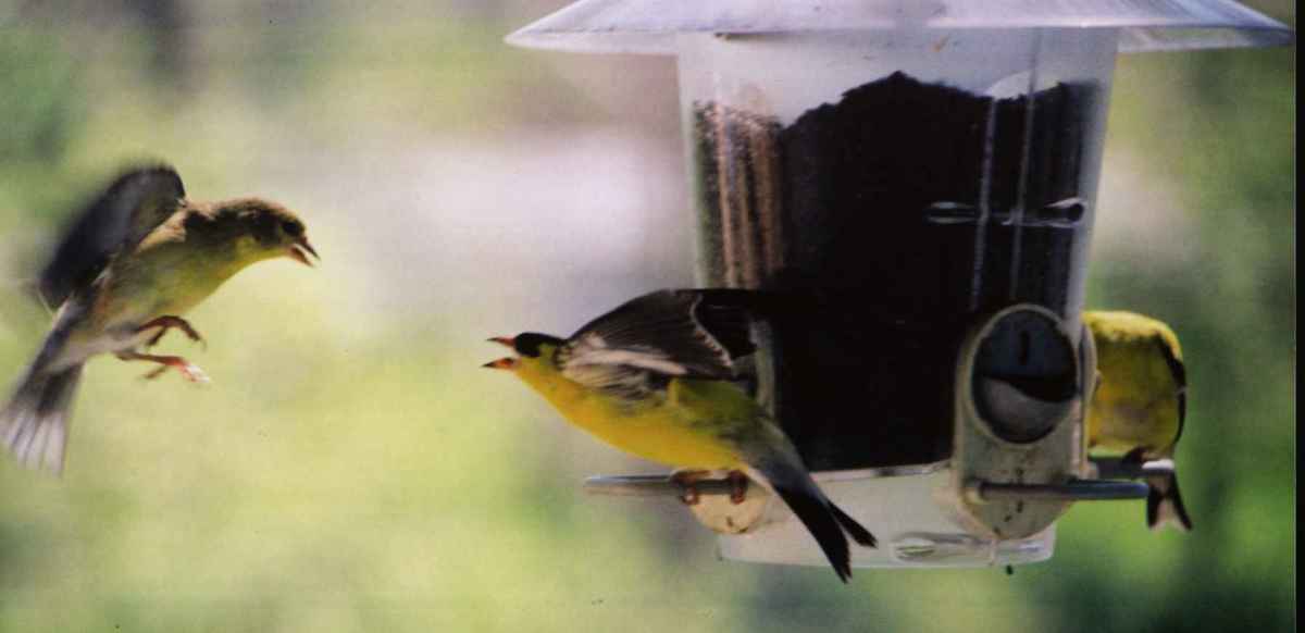 How to Attract Birds to Your Yard | HubPages