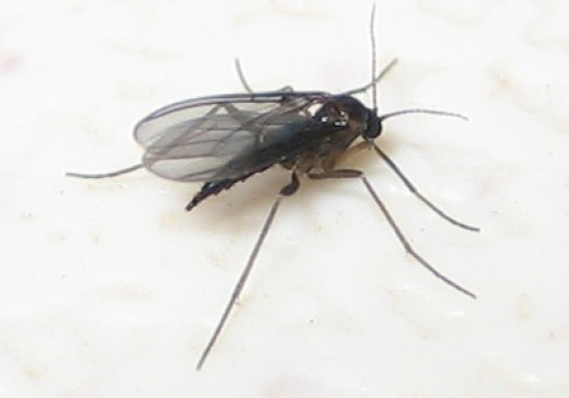 Fungus Gnats Where Do These Little  Flying  Bugs  Come From 