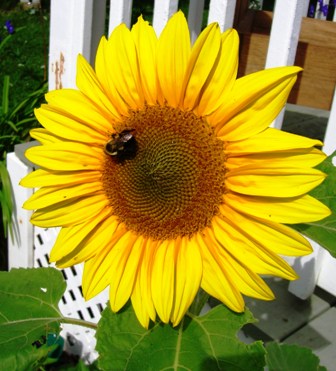 Bee & Sunflower Bob Ewing photo
