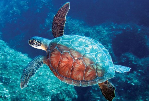 Loggerhead Turtle
