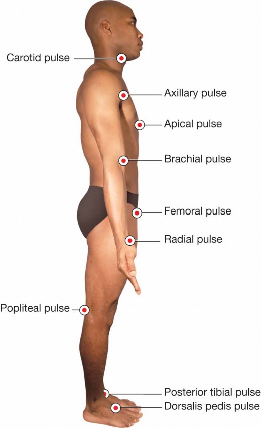 Pulse Points on the Body